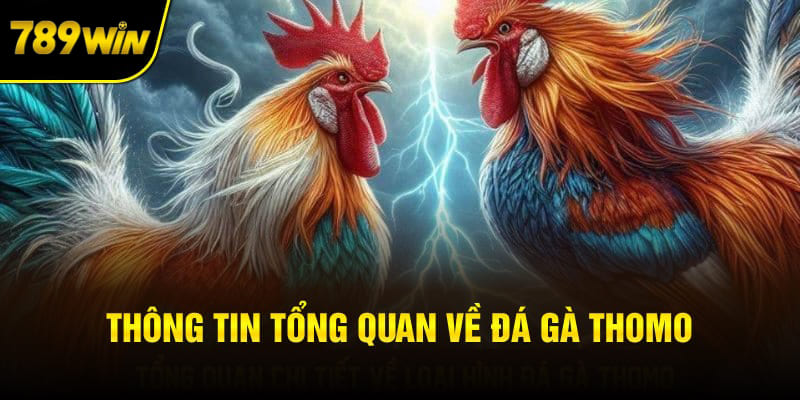 Tìm hiểu về trò chơi đá gà Thomo